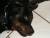 mon chien tayson