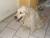mon chien nidgy