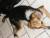 mon chien lasie